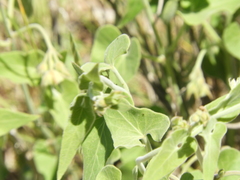 Philibertia gilliesii