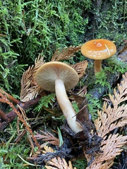 Lactarius luculentus