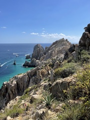 Agave aurea capensis