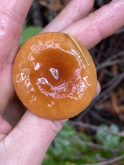 Lactarius luculentus