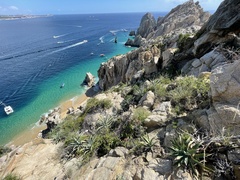 Agave aurea capensis
