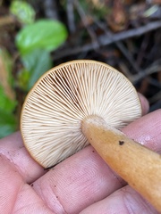 Lactarius luculentus
