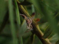 Diaea