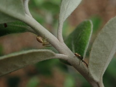 Diaea