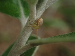 Diaea