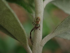 Diaea