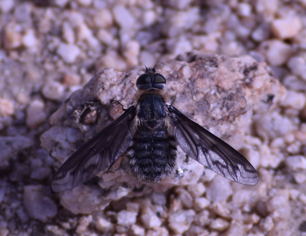 Poecilanthrax californicus