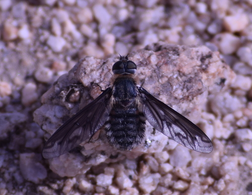Poecilanthrax californicus