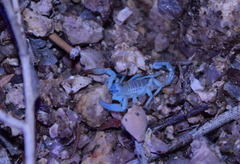 Anuroctonus pococki bajae