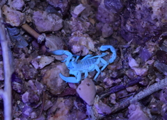 Anuroctonus pococki bajae