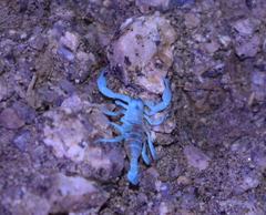 Anuroctonus pococki bajae