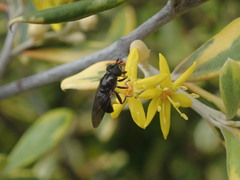 Syrphidae