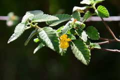 Turnera diffusa