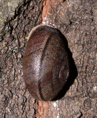 Helminthoglypta diabloensis image