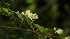 Clematis apiifolia
