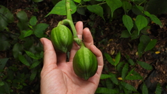 Cardiocrinum cathayanum
