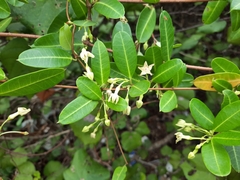 Gymnanthera oblonga