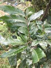 Dimocarpus longan