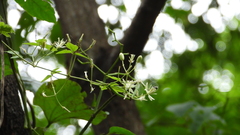 Clematis apiifolia