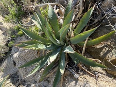 Agave aurea capensis