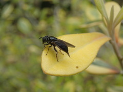 Syrphidae