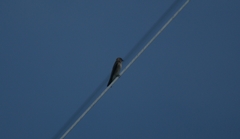 Stelgidopteryx serripennis