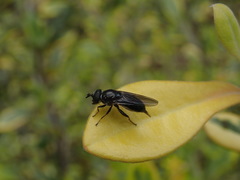 Syrphidae