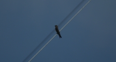 Stelgidopteryx serripennis