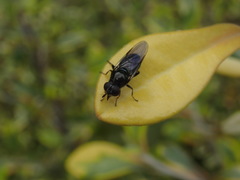 Syrphidae