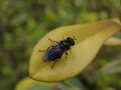 Syrphidae