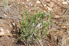Chrysothamnus depressus