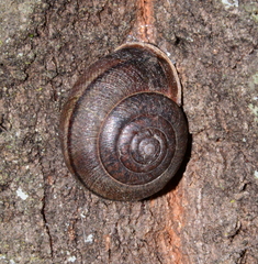 Helminthoglypta diabloensis