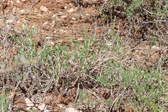 Chrysothamnus depressus