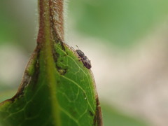 Salpingus bilunatus