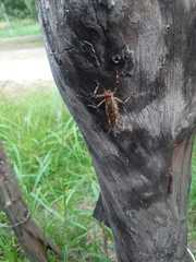 Ancistrocercus circumdatus