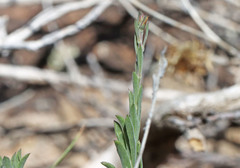 Chrysothamnus depressus