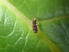 Salpingus bilunatus