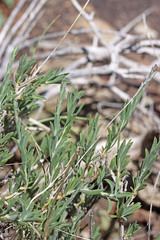 Chrysothamnus depressus