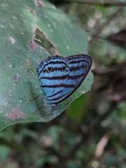 Cepheuptychia cephus
