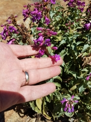 Penstemon clevelandii