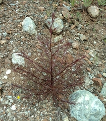 Cordylanthus tenuis brunneus