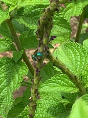 Pseudaugochlora