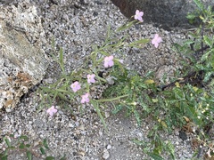 Stenotis asperuloides