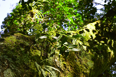 Epidendrum melistagum