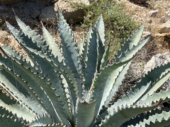 Agave aurea capensis