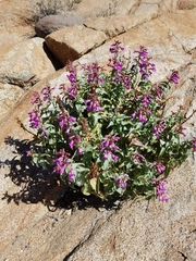 Penstemon clevelandii