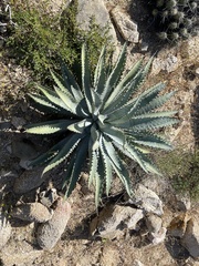 Agave aurea capensis