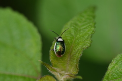 Asphaera albomarginata