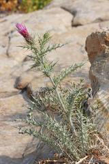 Cirsium arizonicum bipinnatum