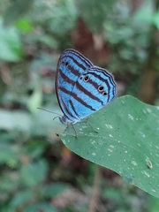 Cepheuptychia cephus